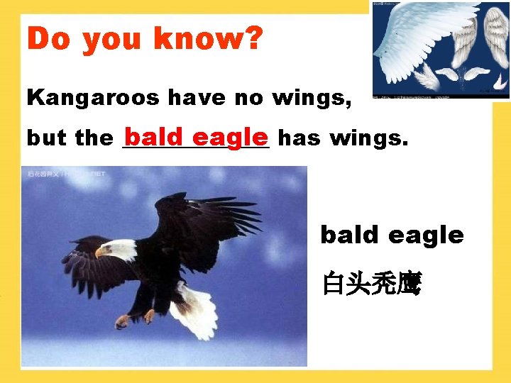 Do you know? Kangaroos have no wings, but the _______ bald eagle has wings.