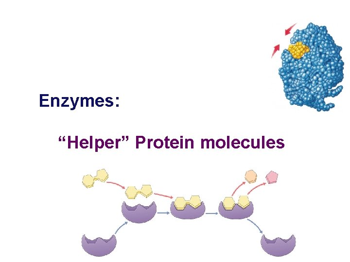 Enzymes: “Helper” Protein molecules 