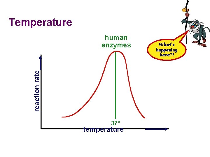 Temperature reaction rate human enzymes 37° temperature What’s happening here? ! 