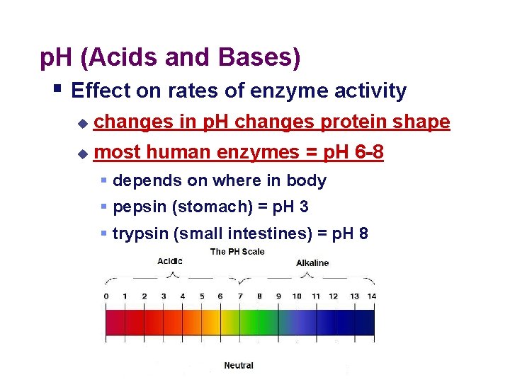 p. H (Acids and Bases) § Effect on rates of enzyme activity u changes