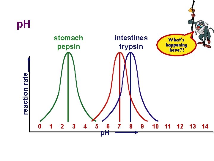 p. H intestines trypsin What’s happening here? ! reaction rate stomach pepsin 0 1