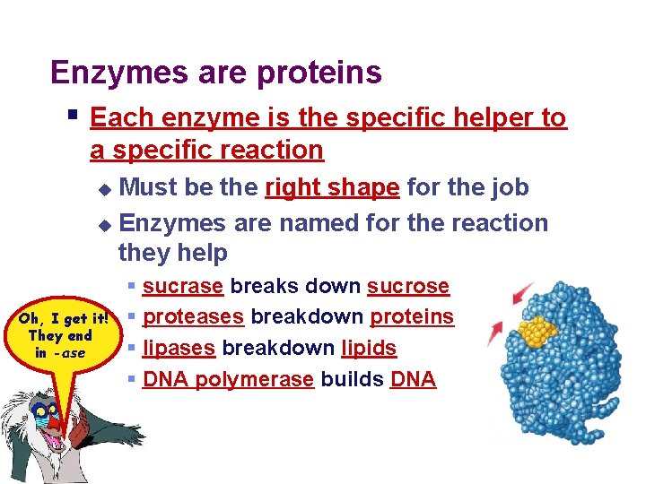 Enzymes are proteins § Each enzyme is the specific helper to a specific reaction