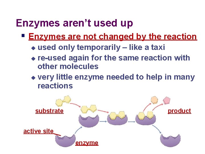 Enzymes aren’t used up § Enzymes are not changed by the reaction used only