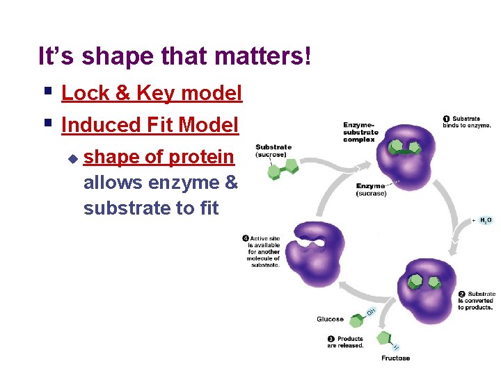 It’s shape that matters! § Lock & Key model § Induced Fit Model u