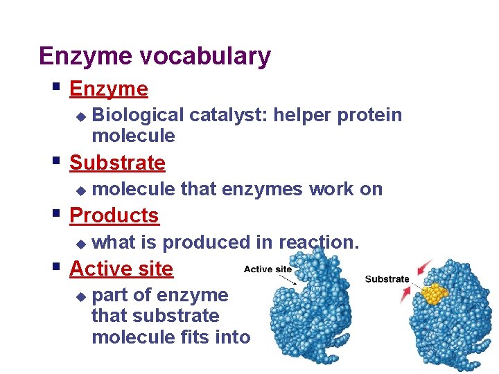 Enzyme vocabulary § Enzyme u Biological catalyst: helper protein molecule § Substrate u molecule