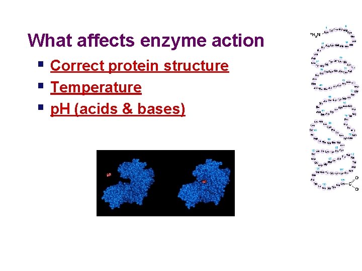 What affects enzyme action § Correct protein structure § Temperature § p. H (acids