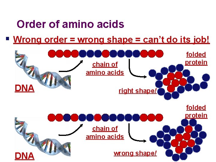 Order of amino acids § Wrong order = wrong shape = can’t do its