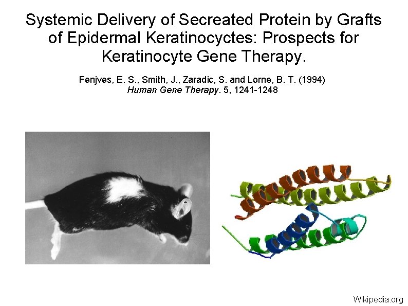 Systemic Delivery of Secreated Protein by Grafts of Epidermal Keratinocyctes: Prospects for Keratinocyte Gene