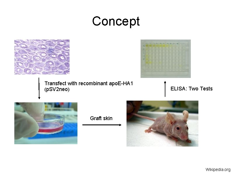 Concept Transfect with recombinant apo. E-HA 1 (p. SV 2 neo) ELISA: Two Tests