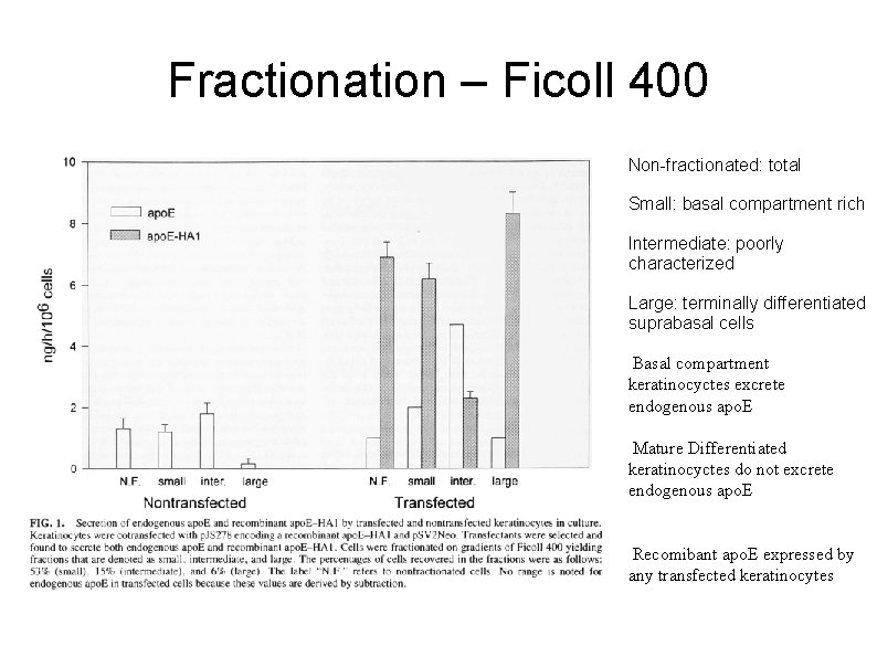 Fractionation – Ficoll 400 Non-fractionated: total Small: basal compartment rich Intermediate: poorly characterized Large: