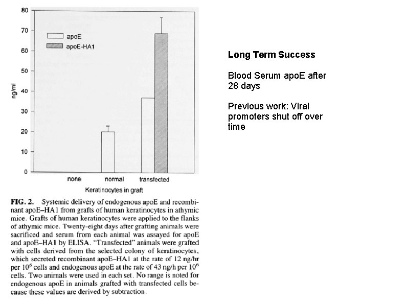 Long Term Success Blood Serum apo. E after 28 days Previous work: Viral promoters