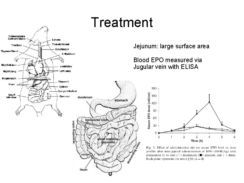 Treatment Jejunum: large surface area Blood EPO measured via Jugular vein with ELISA 