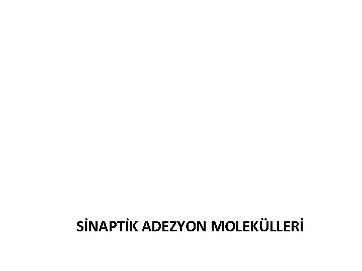 SİNAPTİK ADEZYON MOLEKÜLLERİ SİNAPTİK ADEZYON MOLEKÜLLERİ