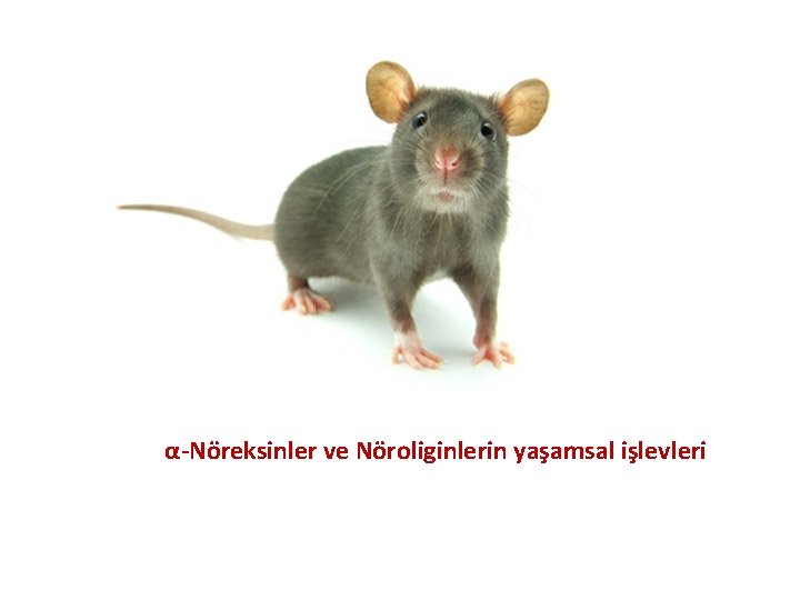 α-Nöreksinler ve Nöroliginlerin yaşamsal işlevleri α-Nöreksinler ve Nöroliginlerin yaşamsal işlevleri