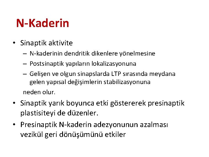 N-Kaderin • Sinaptik aktivite – N-kaderinin dendritik dikenlere yönelmesine – Postsinaptik yapıların lokalizasyonuna – N-Kaderin • Sinaptik aktivite – N-kaderinin dendritik dikenlere yönelmesine – Postsinaptik yapıların lokalizasyonuna –