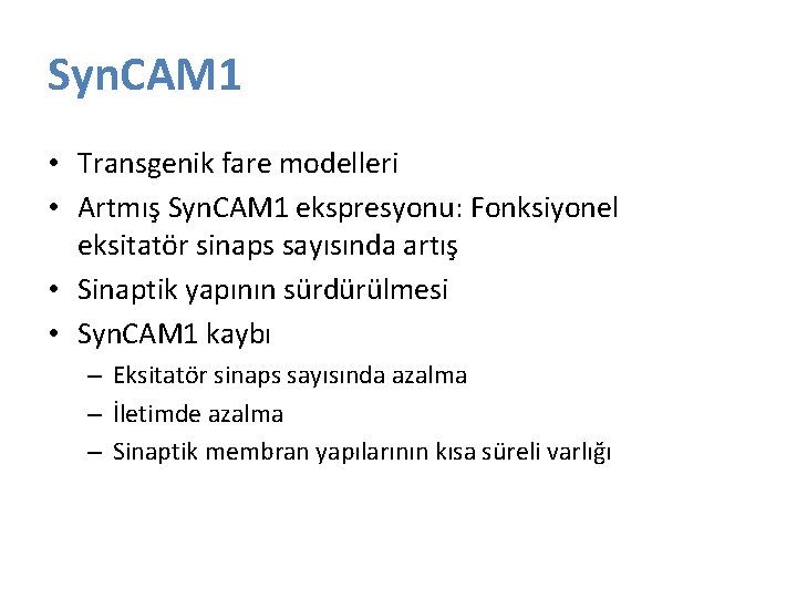 Syn. CAM 1 • Transgenik fare modelleri • Artmış Syn. CAM 1 ekspresyonu: Fonksiyonel Syn. CAM 1 • Transgenik fare modelleri • Artmış Syn. CAM 1 ekspresyonu: Fonksiyonel