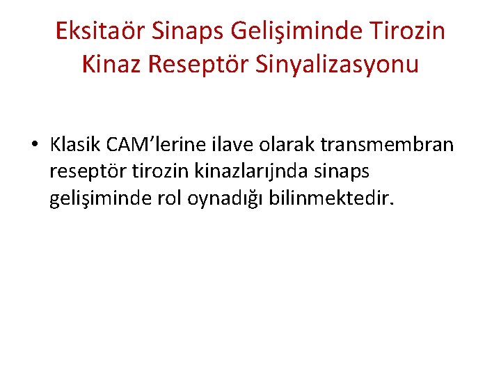 Eksitaör Sinaps Gelişiminde Tirozin Kinaz Reseptör Sinyalizasyonu • Klasik CAM’lerine ilave olarak transmembran reseptör Eksitaör Sinaps Gelişiminde Tirozin Kinaz Reseptör Sinyalizasyonu • Klasik CAM’lerine ilave olarak transmembran reseptör