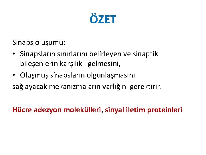 ÖZET Sinaps oluşumu: • Sinapsların sınırlarını belirleyen ve sinaptik bileşenlerin karşılıklı gelmesini, • Oluşmuş ÖZET Sinaps oluşumu: • Sinapsların sınırlarını belirleyen ve sinaptik bileşenlerin karşılıklı gelmesini, • Oluşmuş