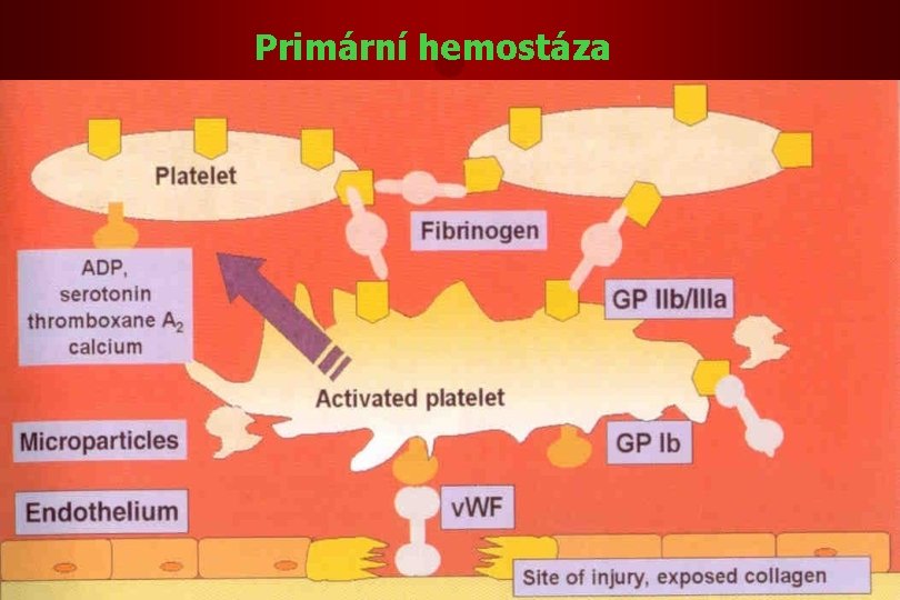 Primární hemostáza 