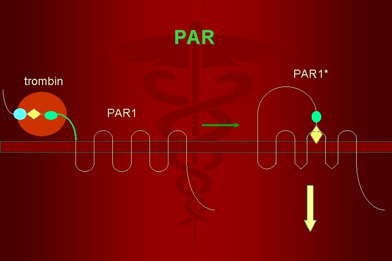 PAR 1* trombin PAR 1 PAR 1* trombin PAR 1