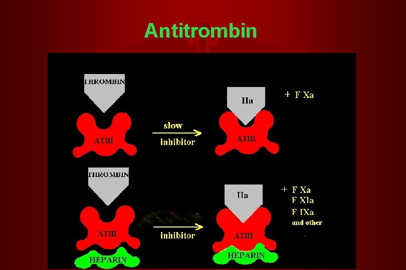 Antitrombin 