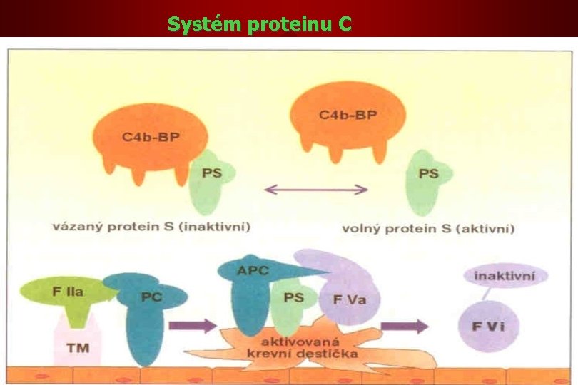 Systém proteinu C 