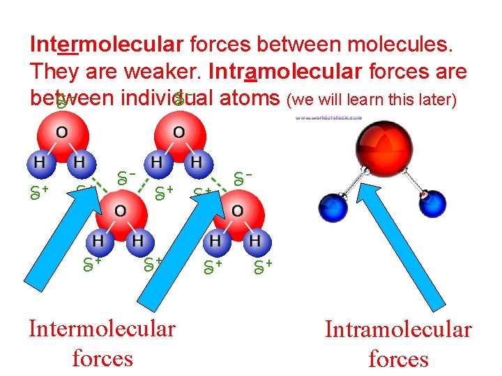 Intermolecular forces between molecules. They are weaker. Intramolecular forces are between individual atoms (we