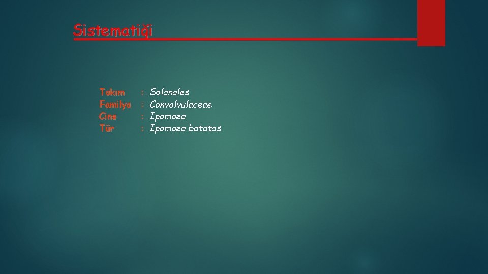 Sistematiği Takım Familya Cins Tür : : Solanales Convolvulaceae Ipomoea batatas 