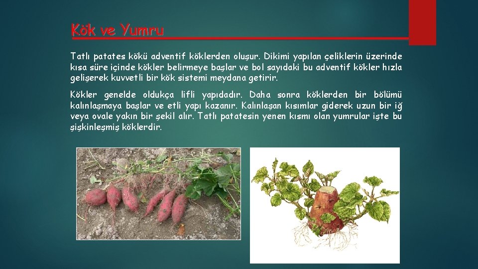 Kök ve Yumru Tatlı patates kökü adventif köklerden oluşur. Dikimi yapılan çeliklerin üzerinde kısa