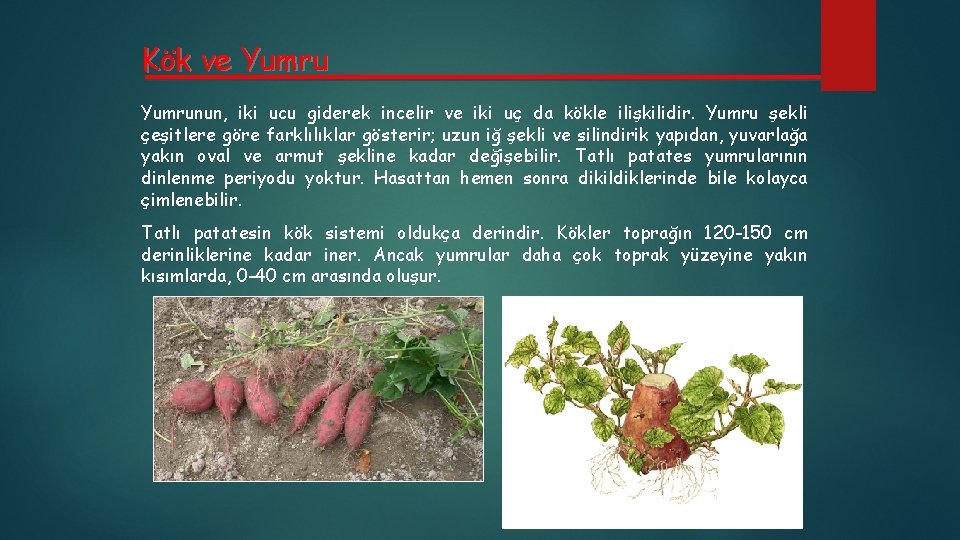 Kök ve Yumrunun, iki ucu giderek incelir ve iki uç da kökle ilişkilidir. Yumru