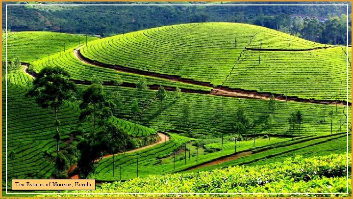 Tea Estates of Munnar, Kerala 