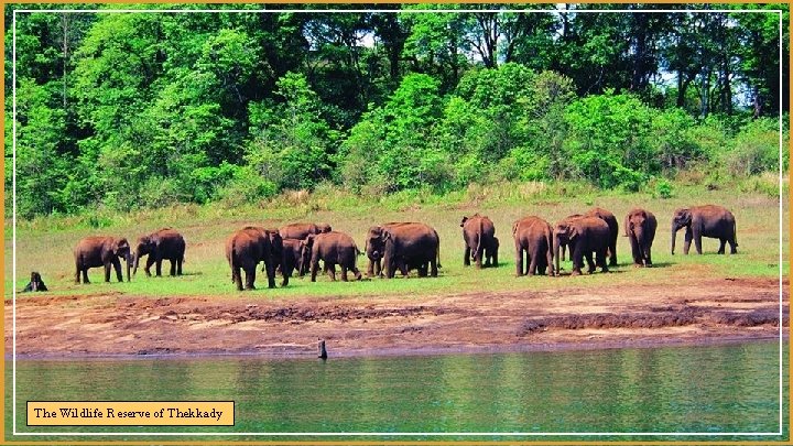 The Wildlife Reserve of Thekkady 