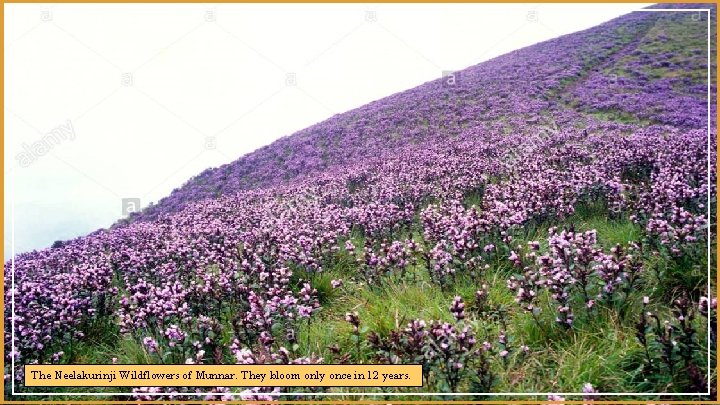 The Neelakurinji Wildflowers of Munnar. They bloom only once in 12 years. 