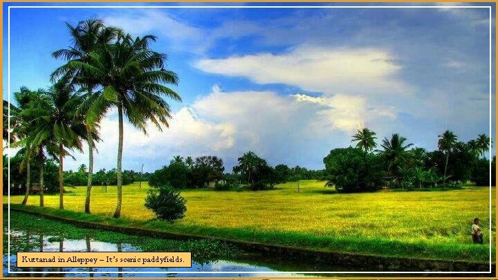 Kuttanad in Alleppey – It’s scenic paddyfields. 