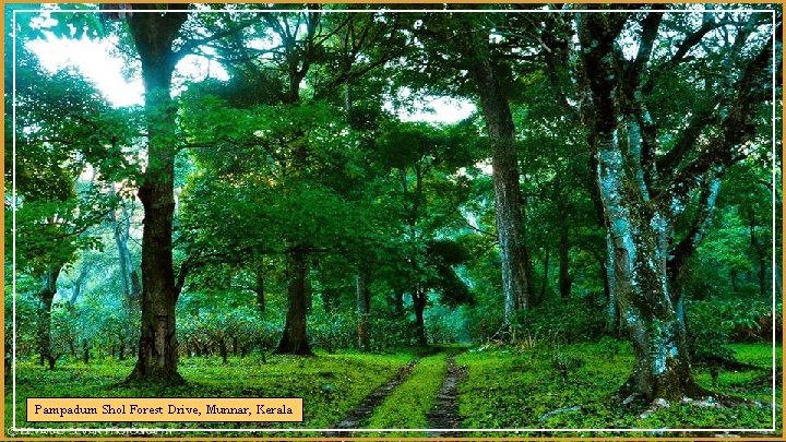 Pampadum Shol Forest Drive, Munnar, Kerala 