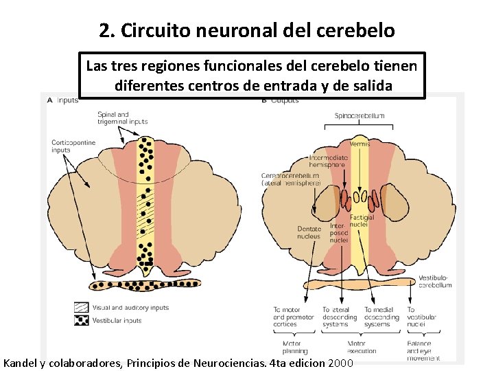 2. Circuito neuronal del cerebelo Las tres regiones funcionales del cerebelo tienen diferentes centros