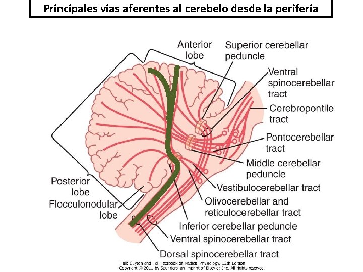 Principales vias aferentes al cerebelo desde la periferia 