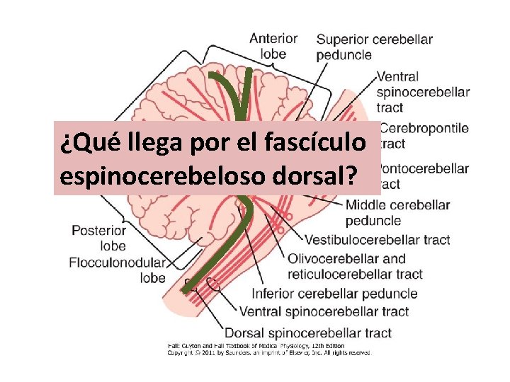 ¿Qué llega por el fascículo espinocerebeloso dorsal? 