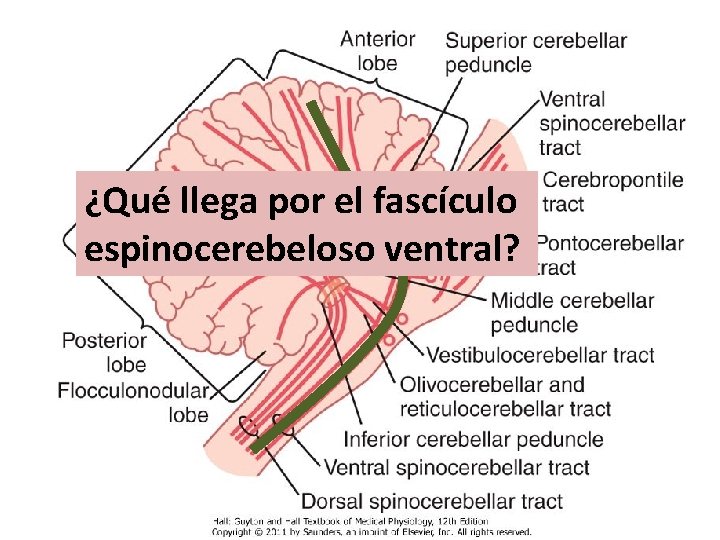 ¿Qué llega por el fascículo espinocerebeloso ventral? 