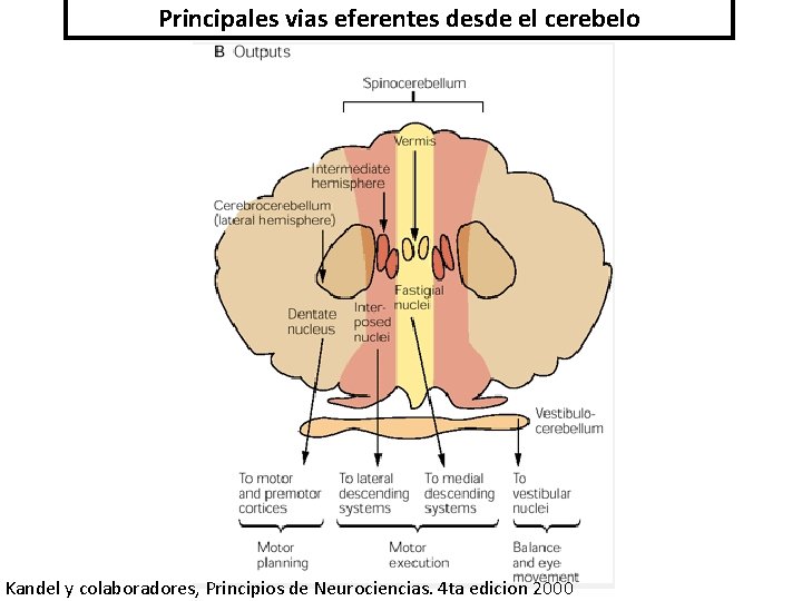 Principales vias eferentes desde el cerebelo Kandel y colaboradores, Principios de Neurociencias. 4 ta