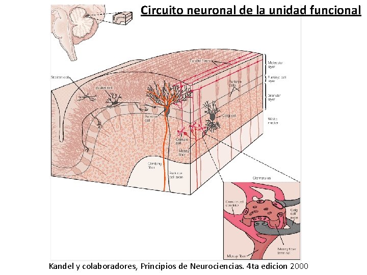 Circuito neuronal de la unidad funcional Kandel y colaboradores, Principios de Neurociencias. 4 ta