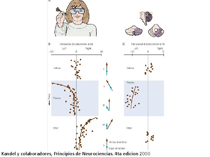 Kandel y colaboradores, Principios de Neurociencias. 4 ta edicion 2000 