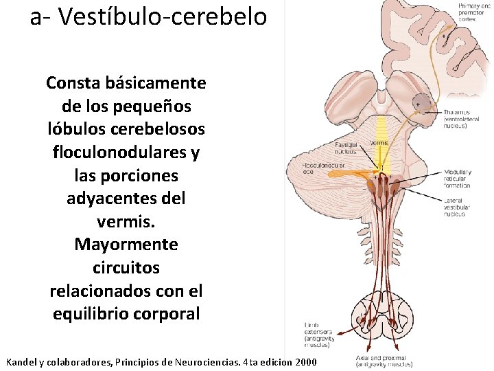 a- Vestíbulo-cerebelo Consta básicamente de los pequeños lóbulos cerebelosos floculonodulares y las porciones adyacentes