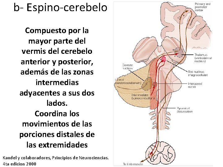 b- Espino-cerebelo Compuesto por la mayor parte del vermis del cerebelo anterior y posterior,