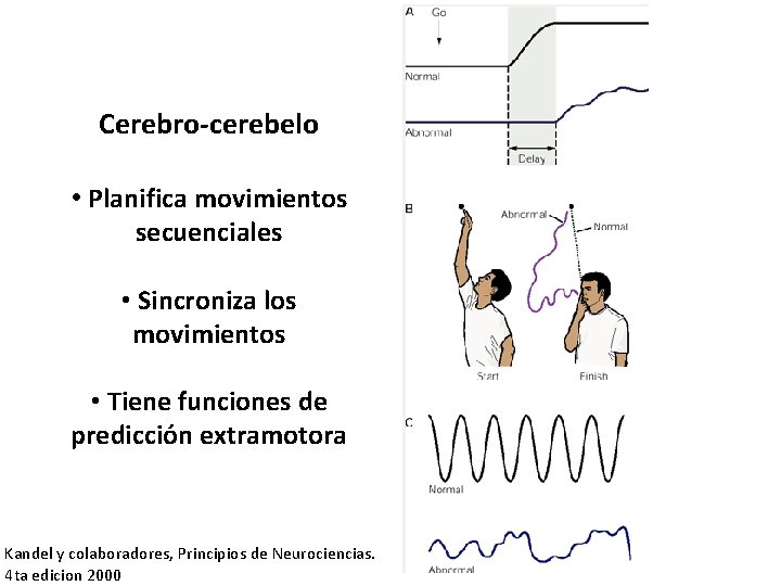 Cerebro-cerebelo • Planifica movimientos secuenciales • Sincroniza los movimientos • Tiene funciones de predicción