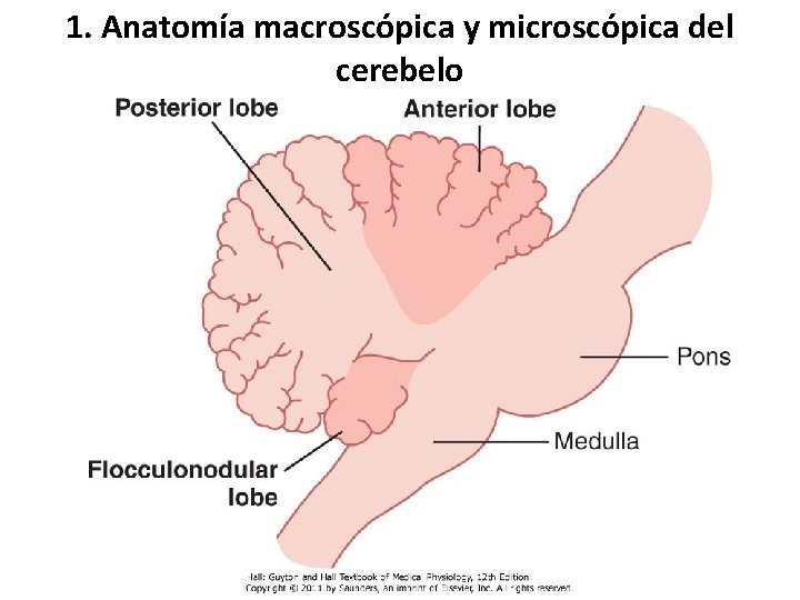 1. Anatomía macroscópica y microscópica del cerebelo 