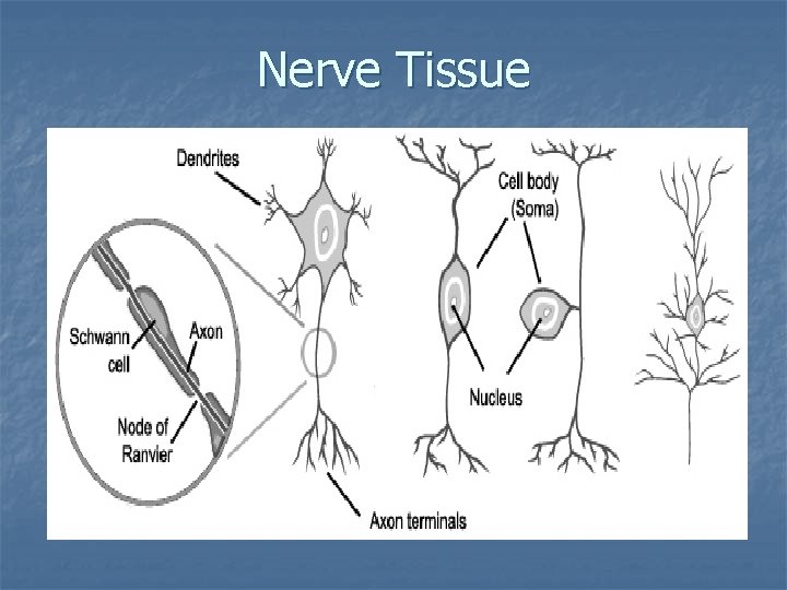 Nerve Tissue 