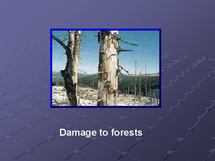 Damage to forests Damage to forests
