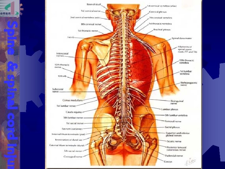 Spine & spinal cord injur 