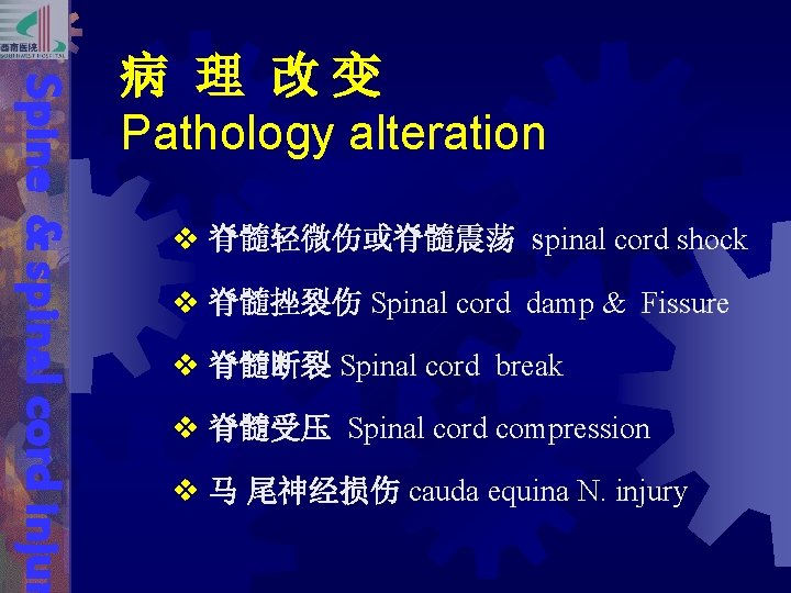 Spine & spinal cord injur 病 理 改 变 Pathology alteration v 脊髓轻微伤或脊髓震荡 spinal